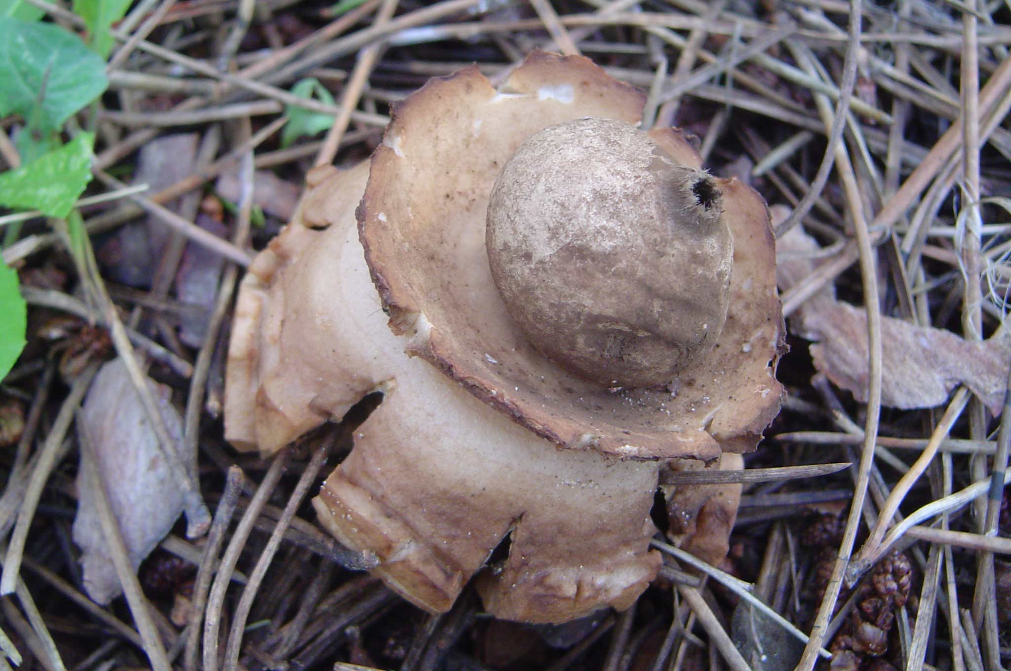 Determinazioni funghi duna e retroduna