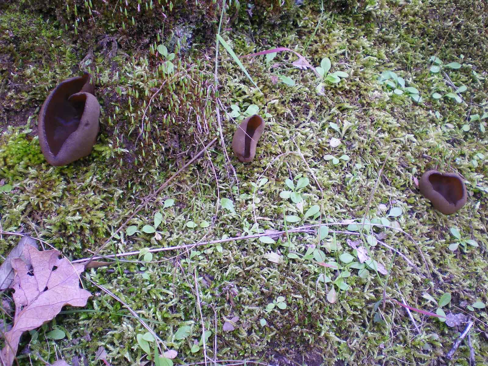 2 peziza del 2010