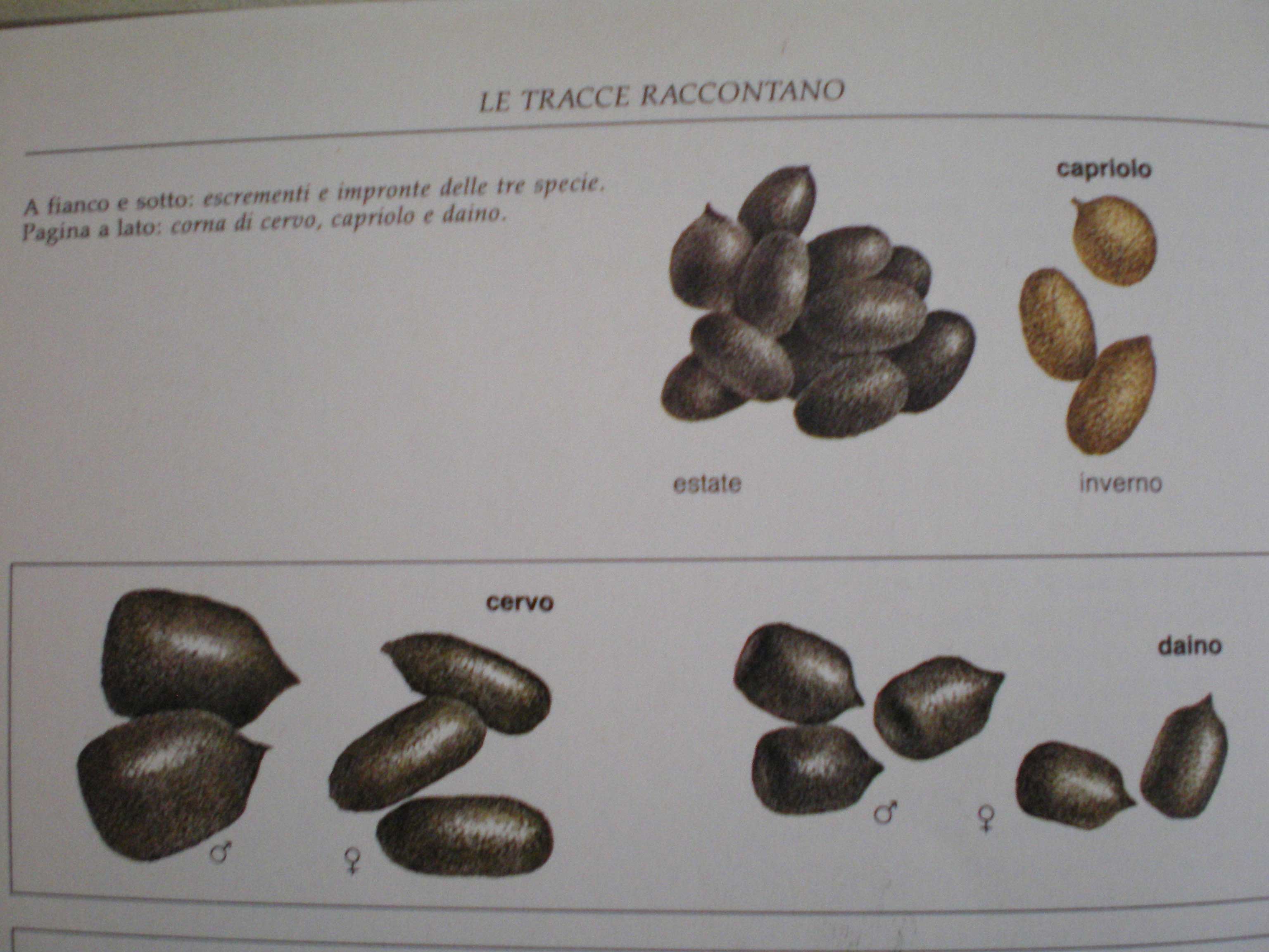 Fatte di?