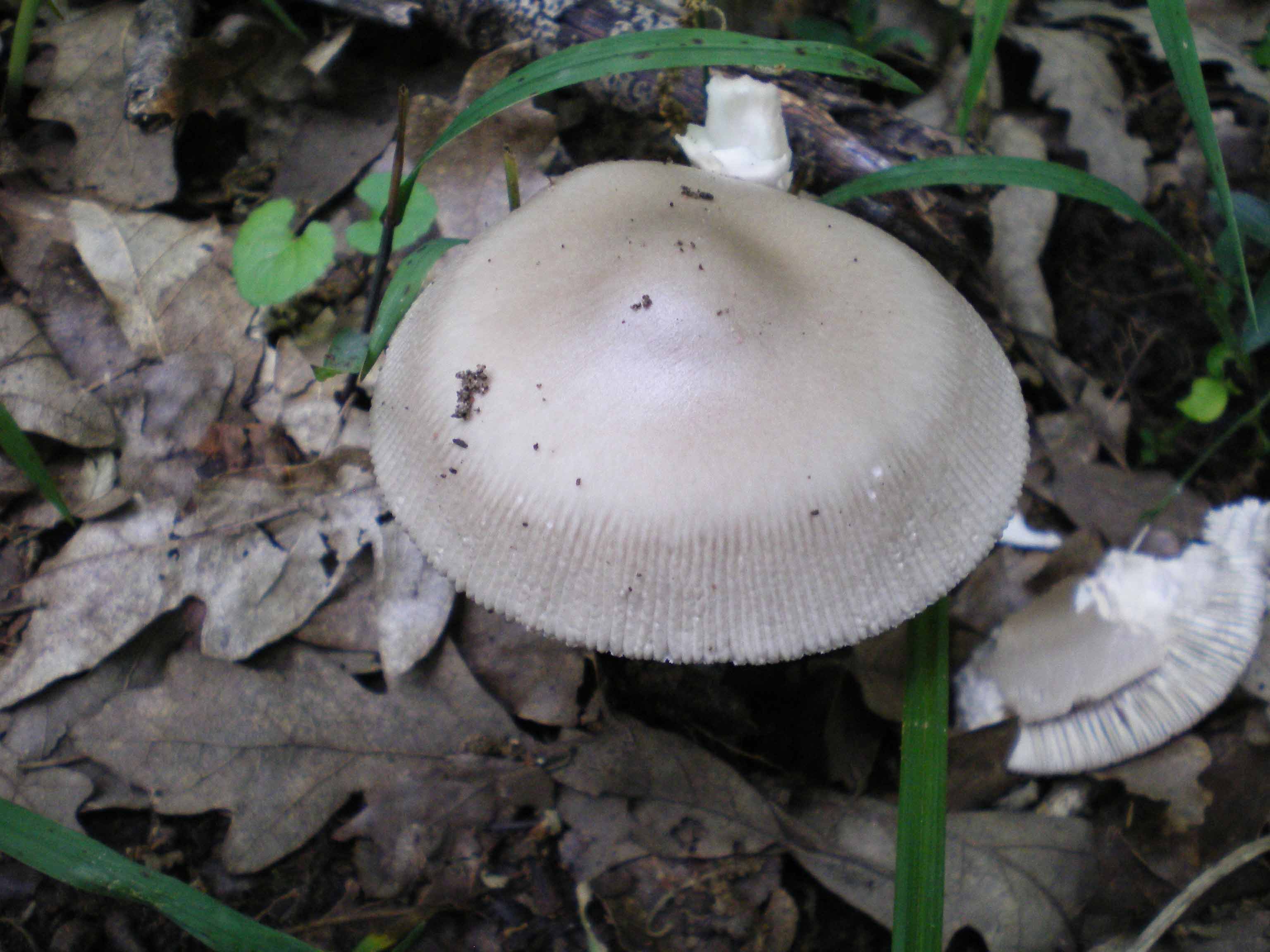 Sabato scorso-Amanita vaginata pettinata??