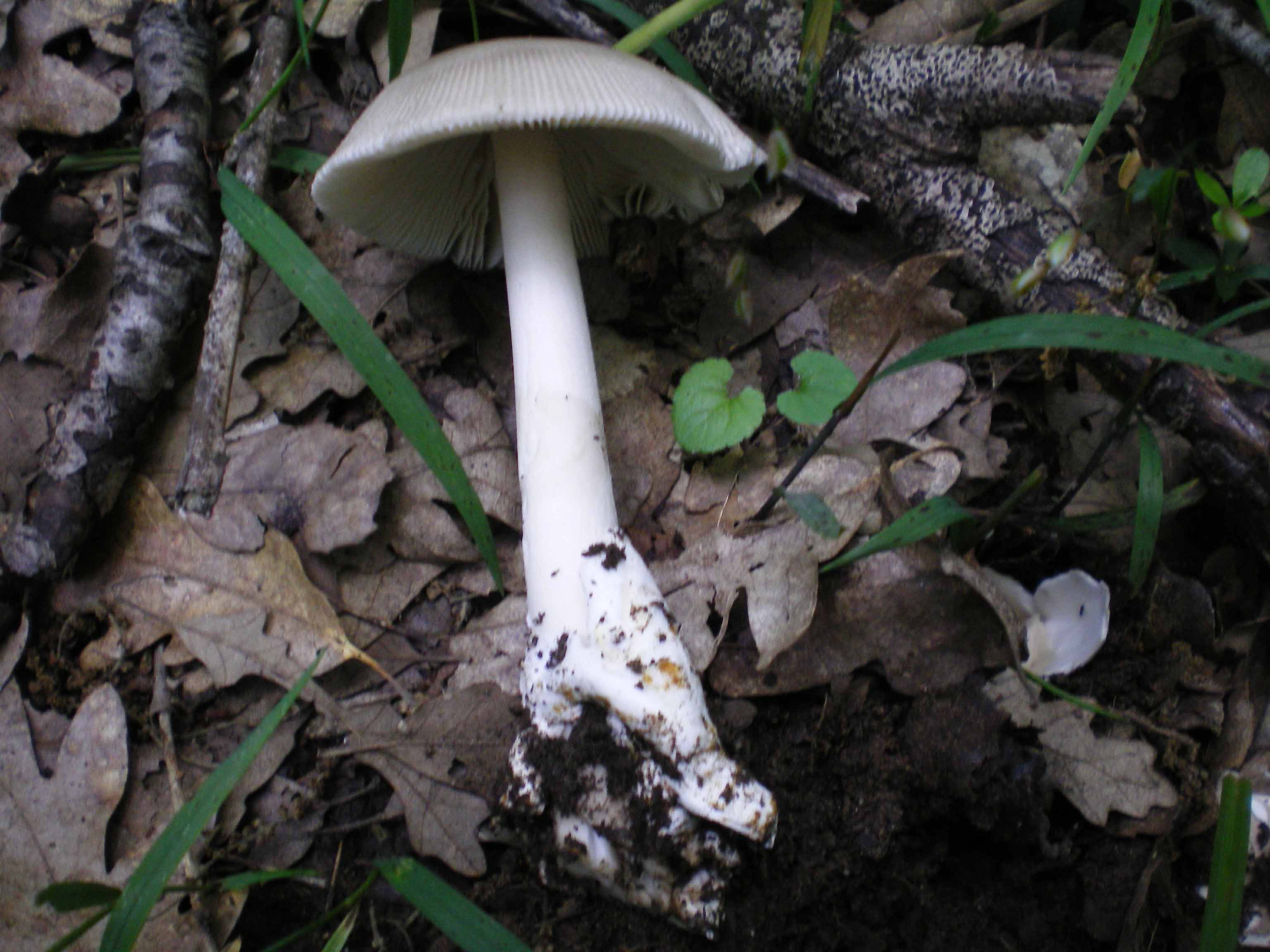 Sabato scorso-Amanita vaginata pettinata??