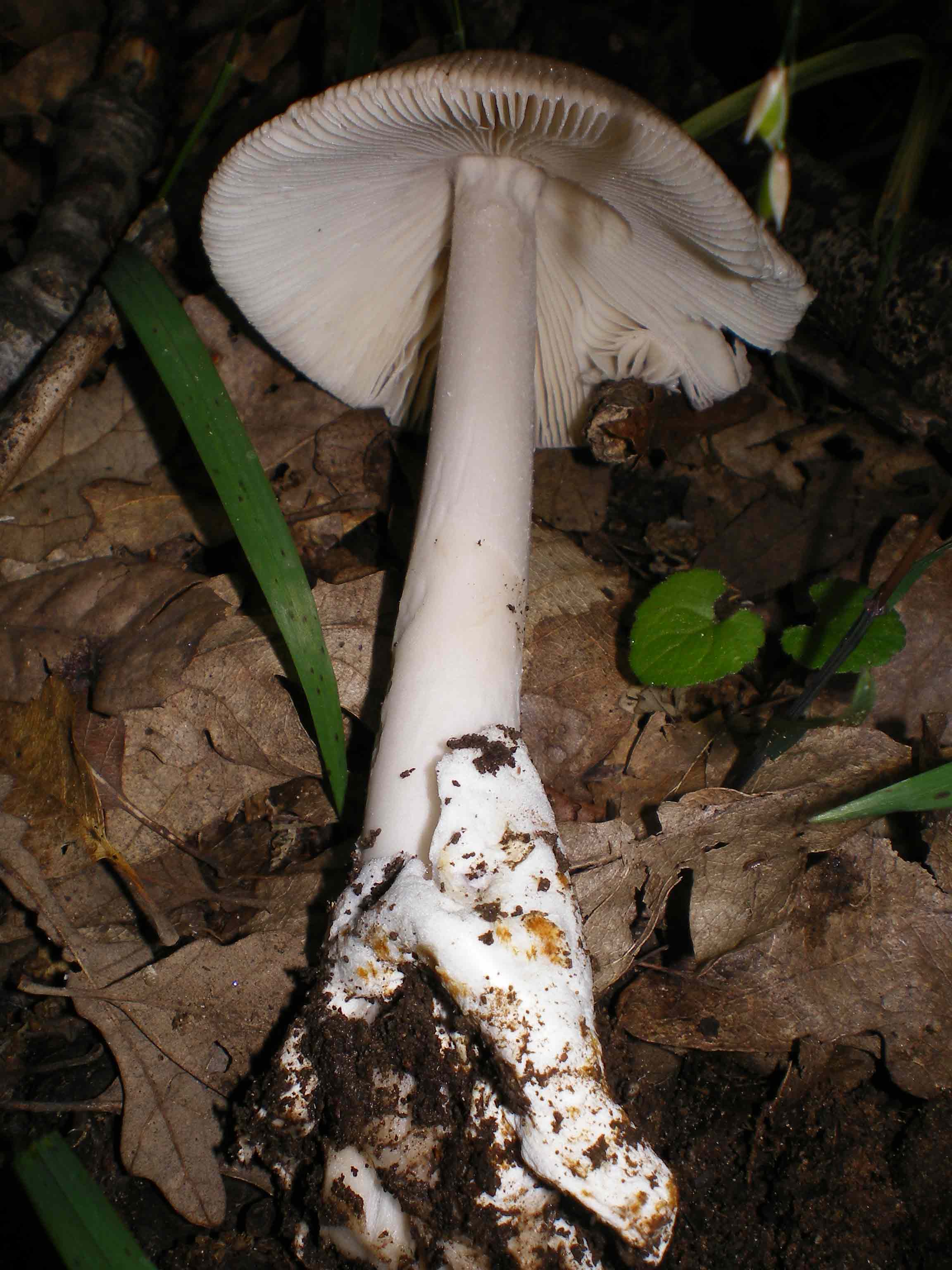 Sabato scorso-Amanita vaginata pettinata??