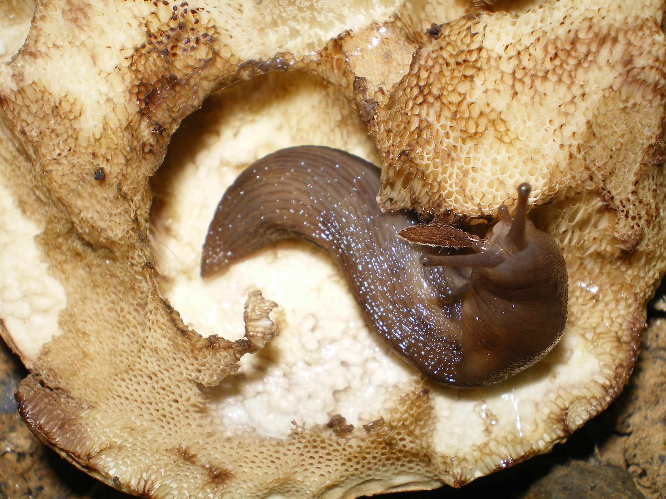 Un Limax del corscicus-gruppo da Monterotondo Marittimo (GR)