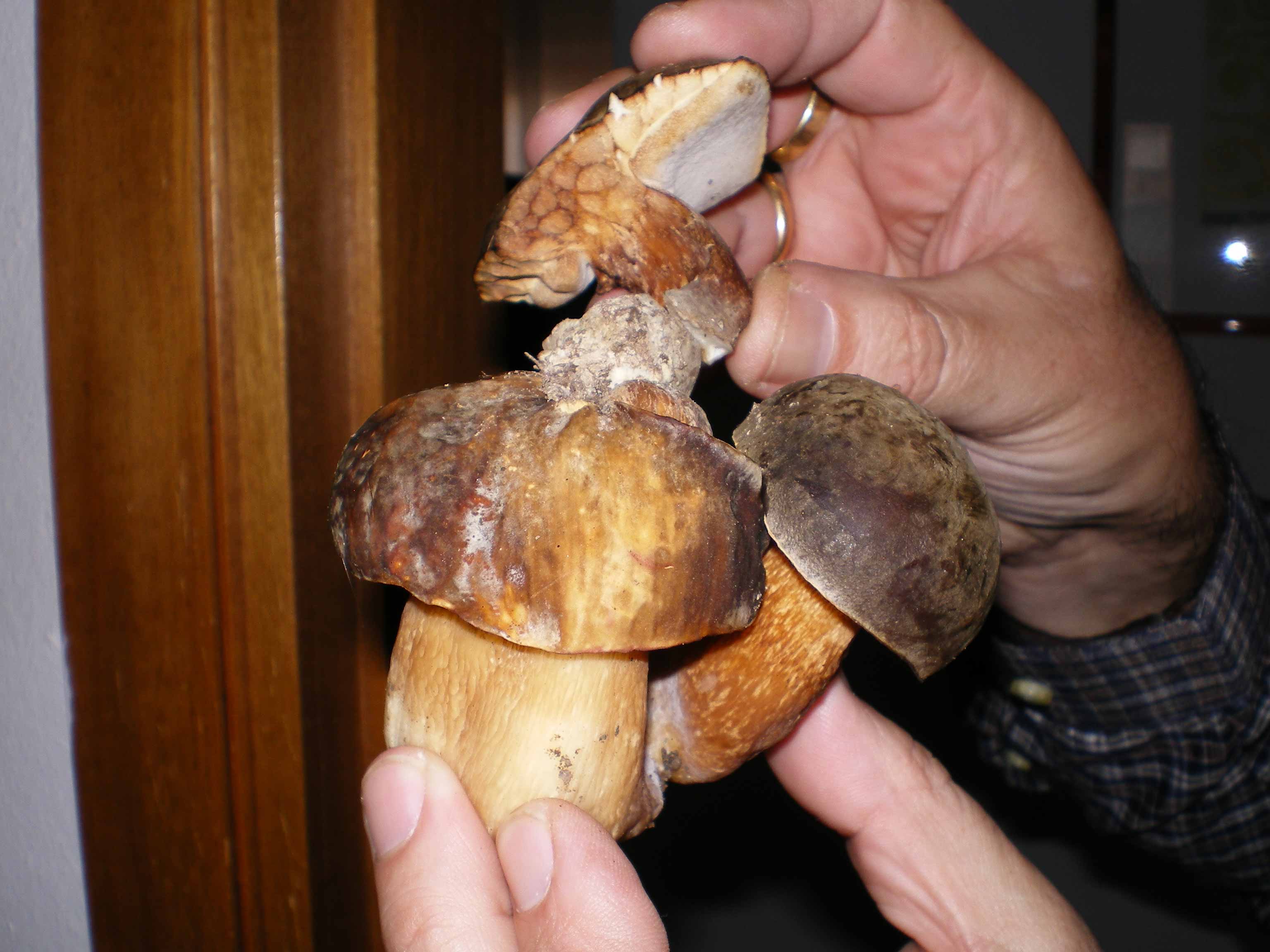 Russula con russolino sul cappello