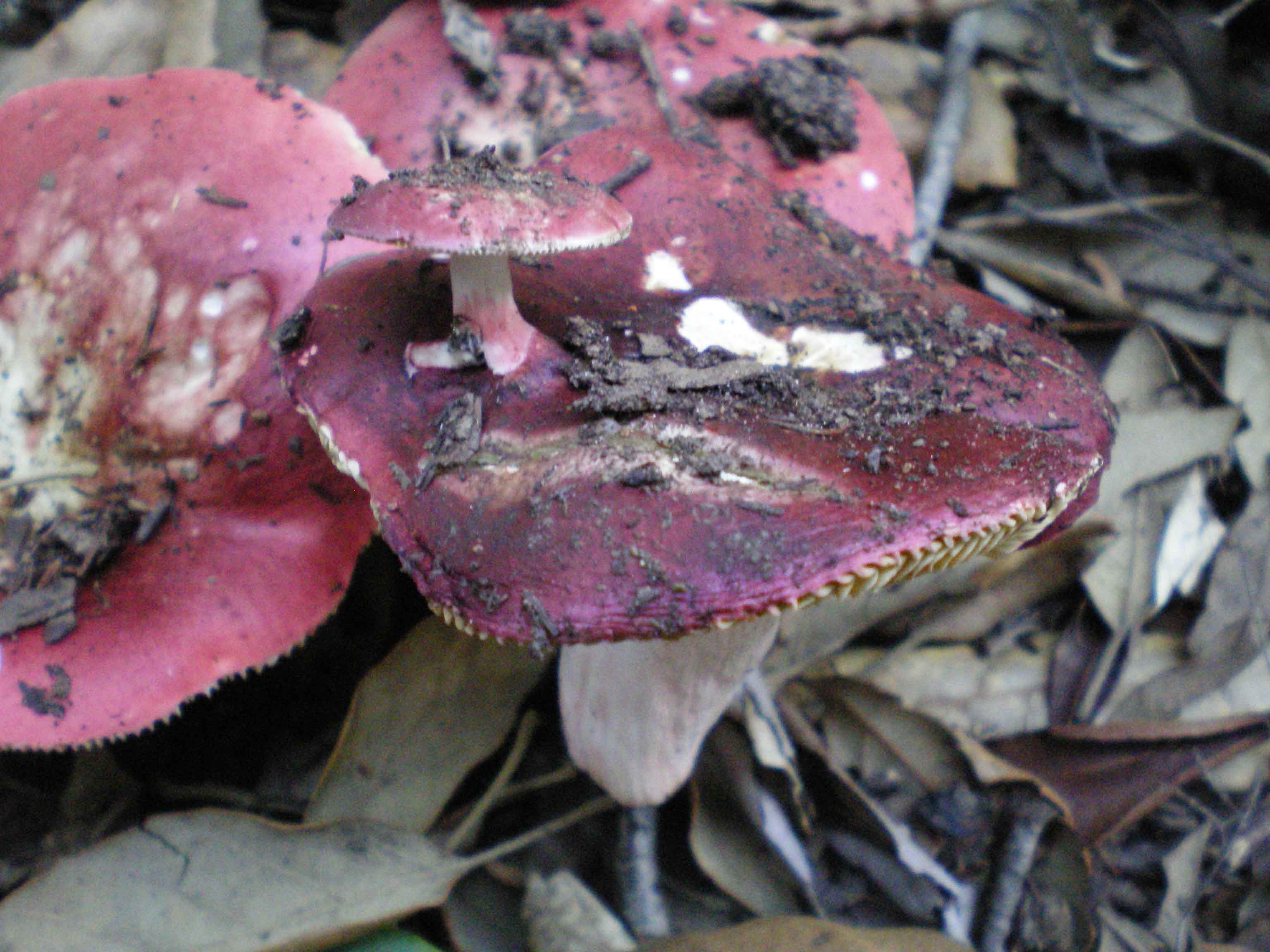 Russula con russolino sul cappello