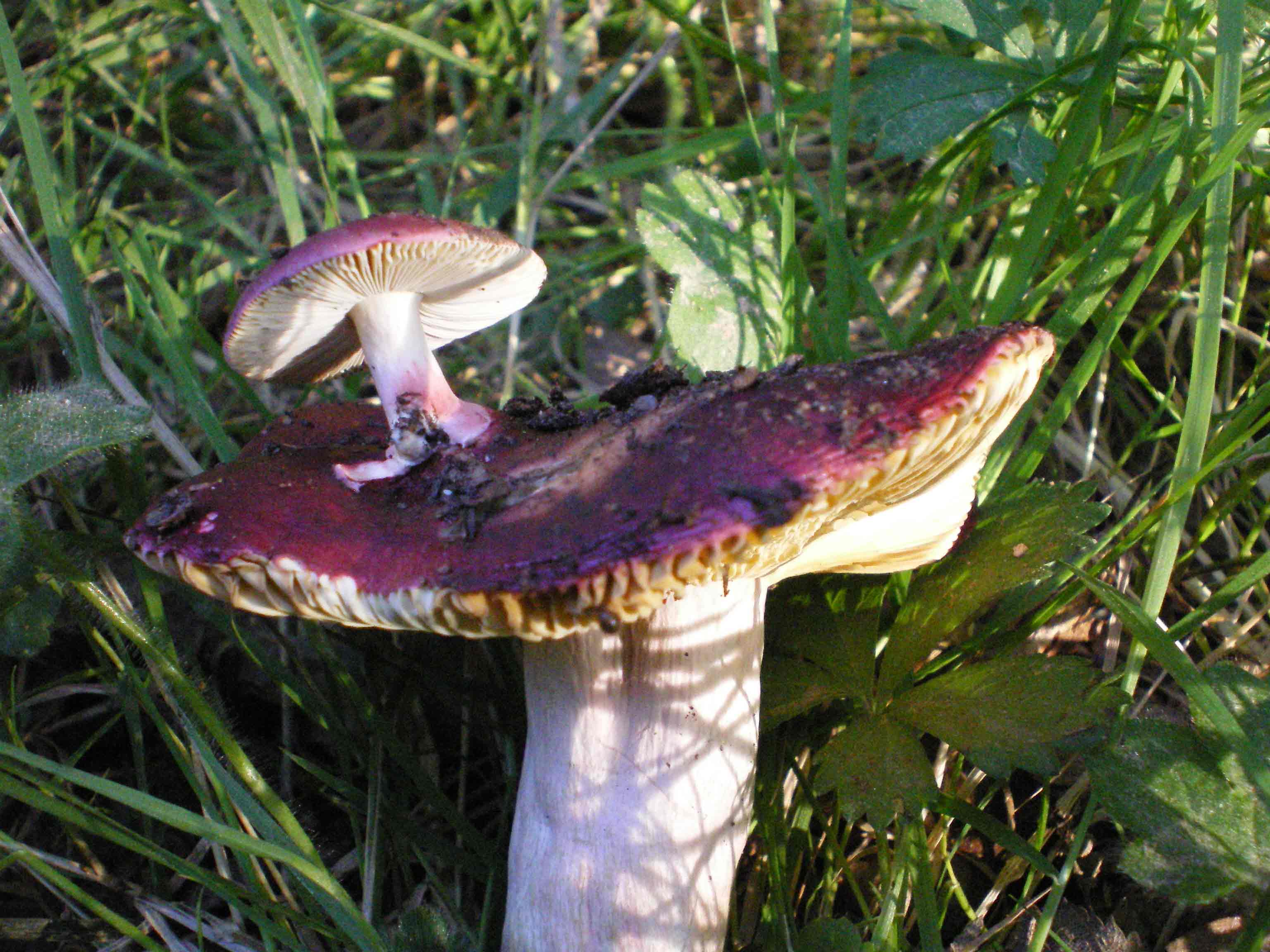 Russula con russolino sul cappello