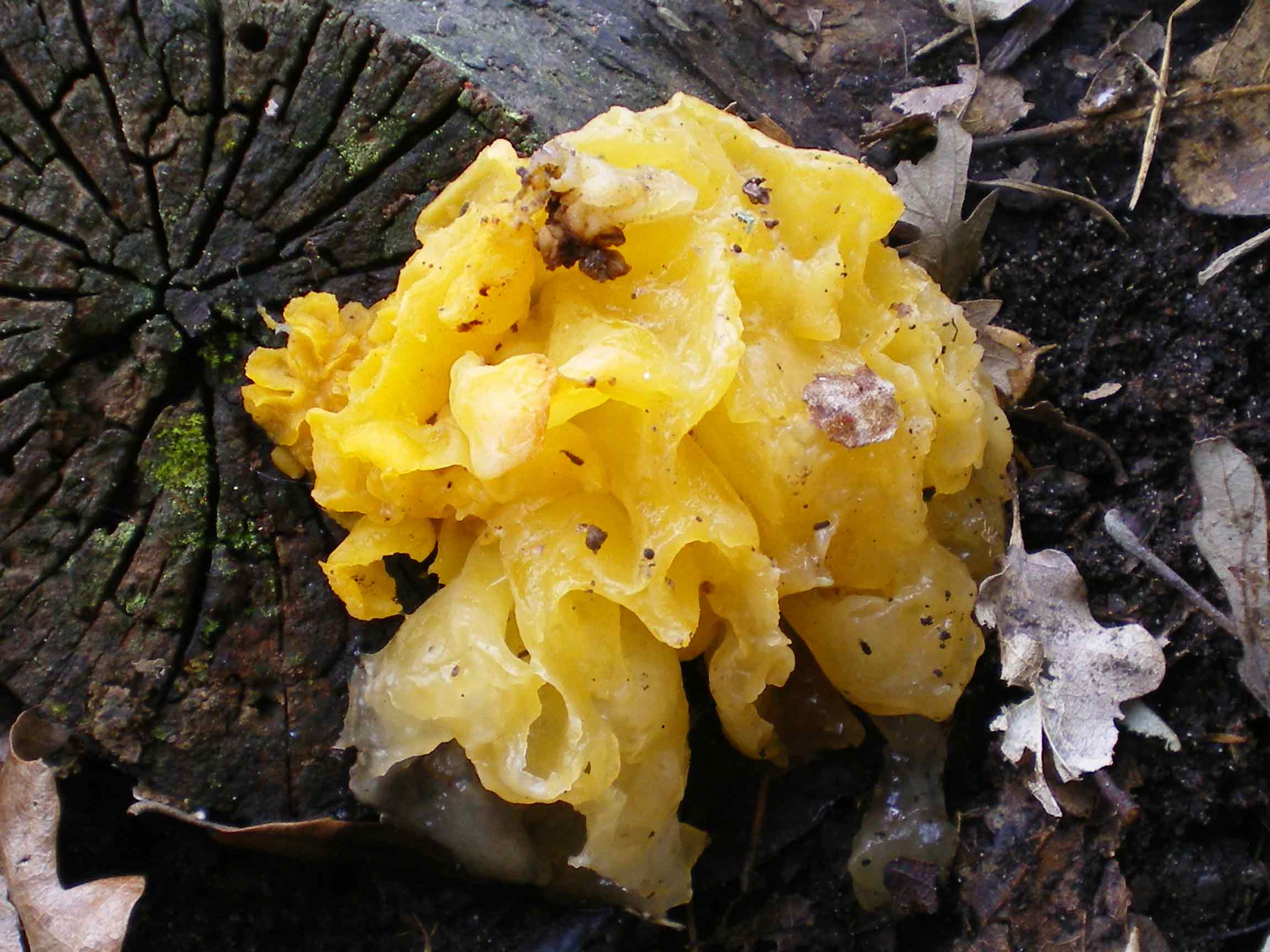Tremella mesenterica