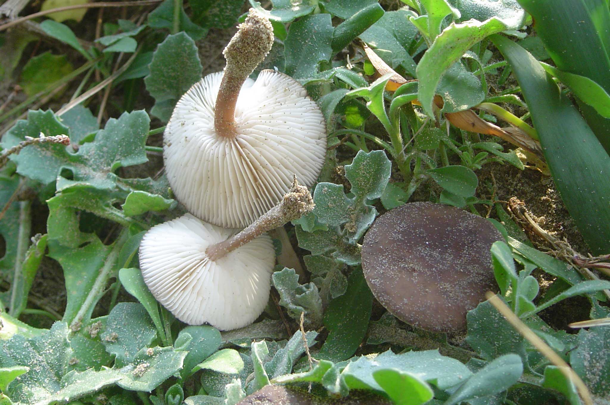 Determinazioni funghi duna e retroduna