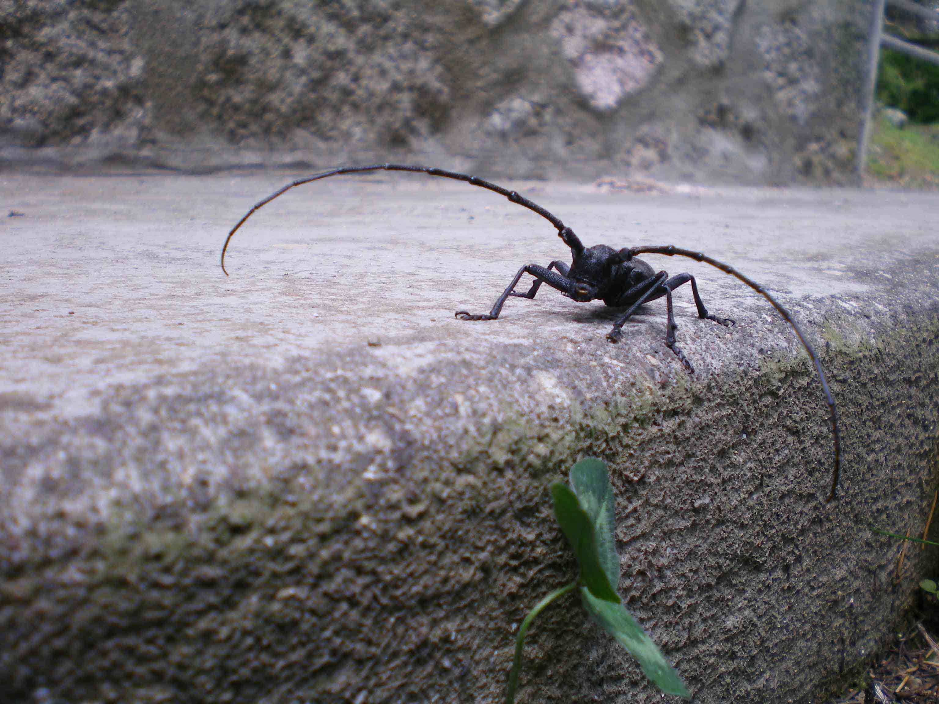 Morimus asper maschio