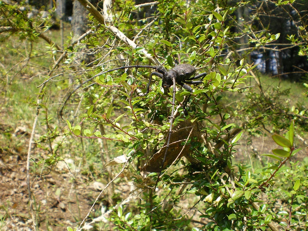 Morimus asper maschio