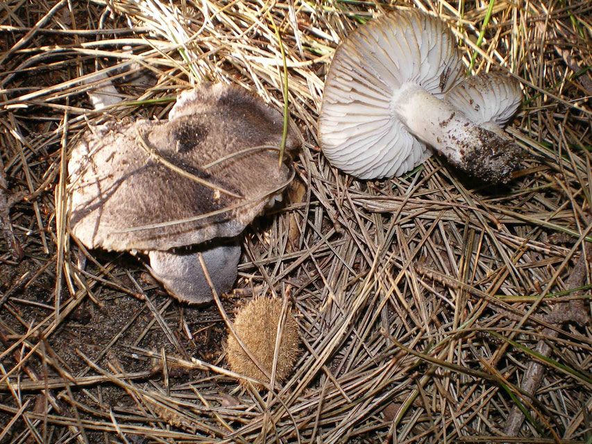 Determinazioni funghi duna e retroduna