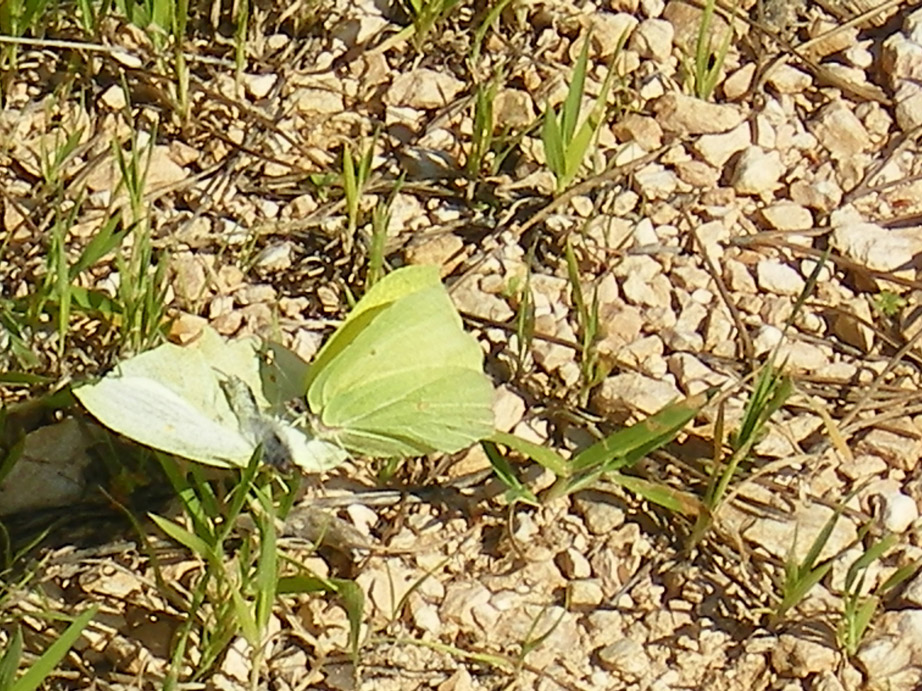 conferma accoppiamento cavolaie - Gonepteryx rhamni