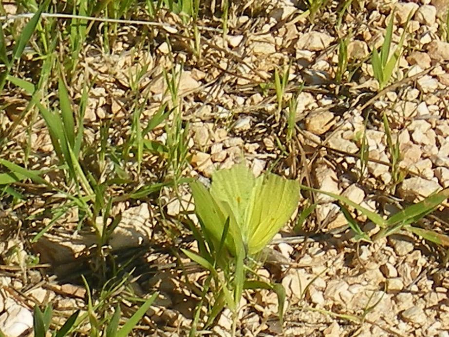 conferma accoppiamento cavolaie - Gonepteryx rhamni