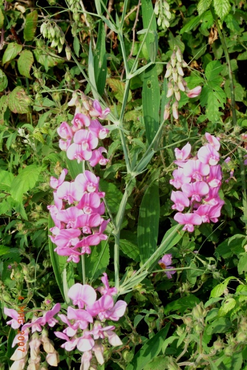 Lathyrus latifolius / Cicerchia a foglie larghe