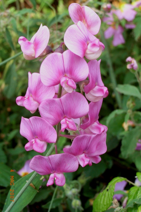 Lathyrus latifolius / Cicerchia a foglie larghe