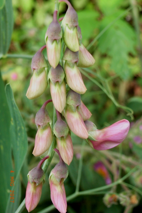 Lathyrus latifolius / Cicerchia a foglie larghe