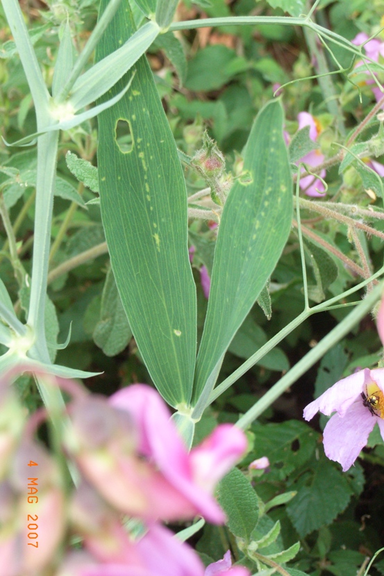 Lathyrus latifolius / Cicerchia a foglie larghe