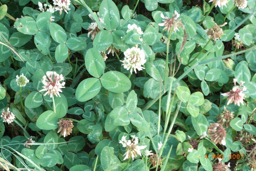 Trifolium repens