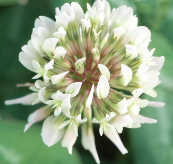 Trifolium repens