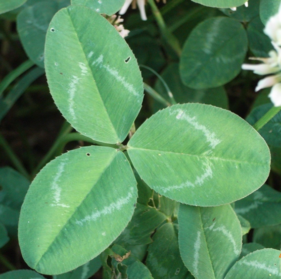 Trifolium repens