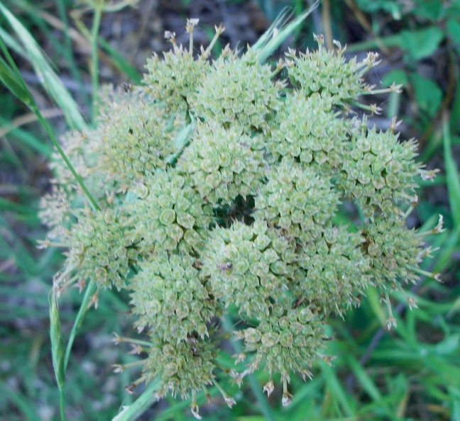 Apiacea - Oenanthe silaifolia