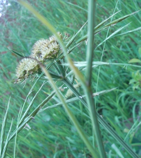 Apiacea - Oenanthe silaifolia