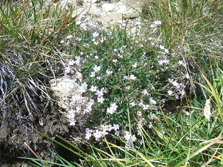 Caryophyllacea alpina - Gypsophila repens