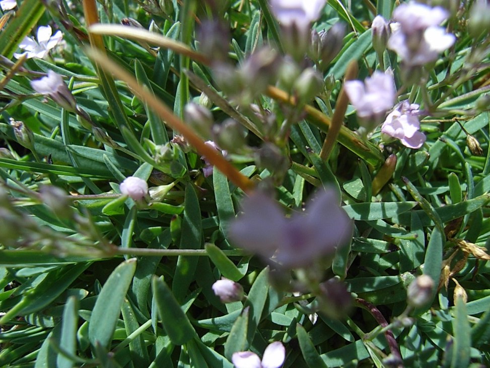 Caryophyllacea alpina - Gypsophila repens