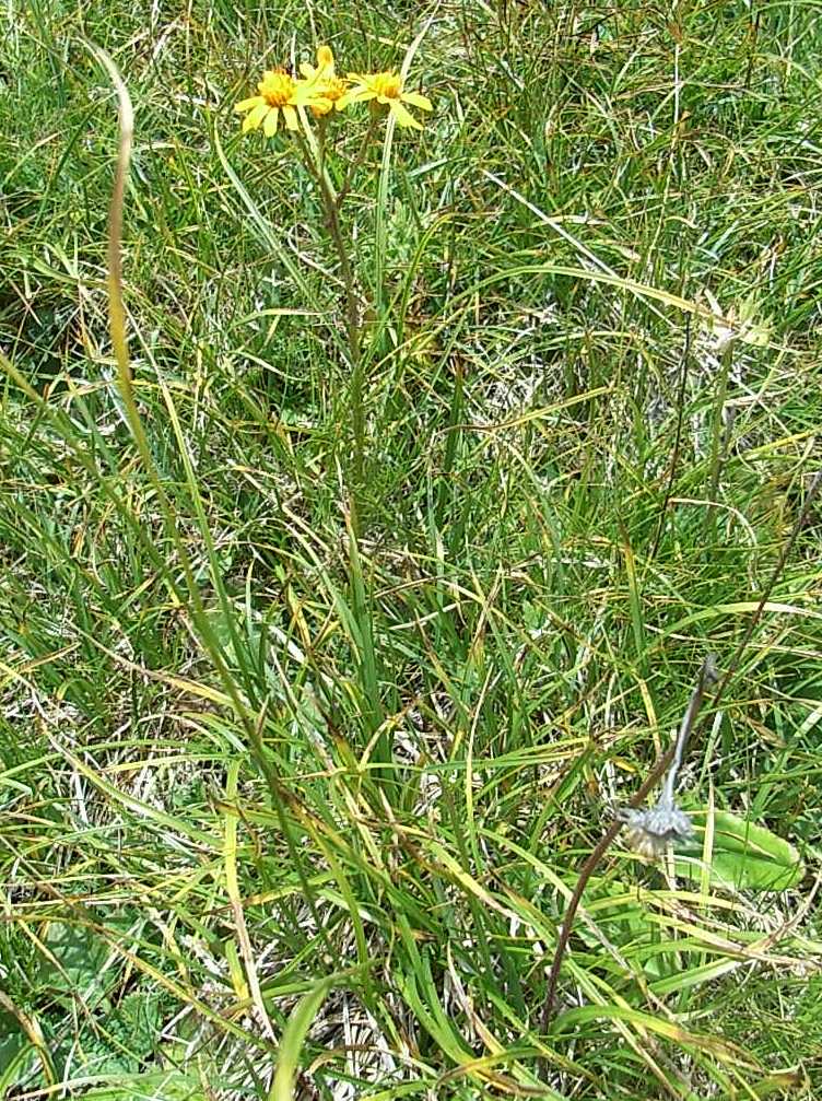 asteracea da determinare
