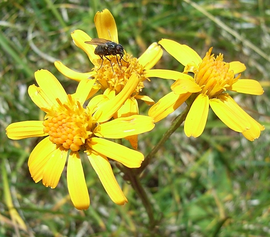 asteracea da determinare