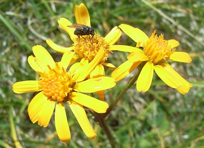 Jacobaea abrotanifolia / Senecio abrotanino