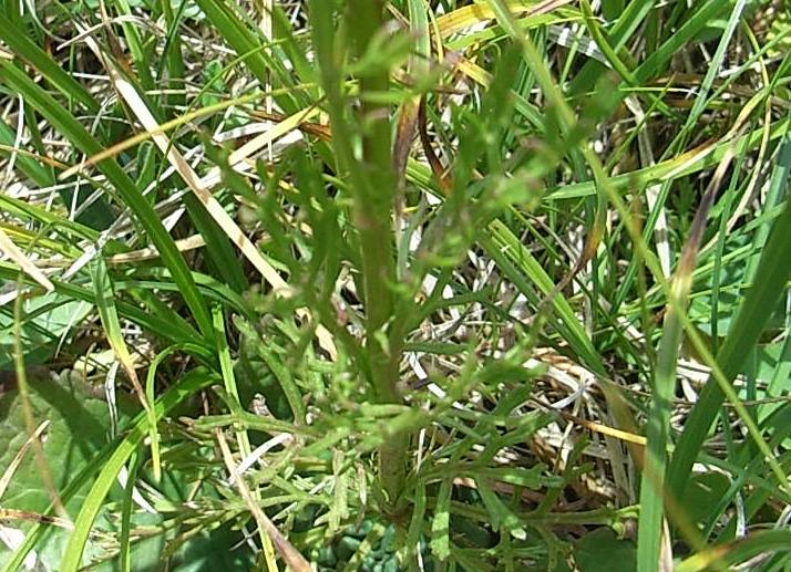 Jacobaea abrotanifolia / Senecio abrotanino