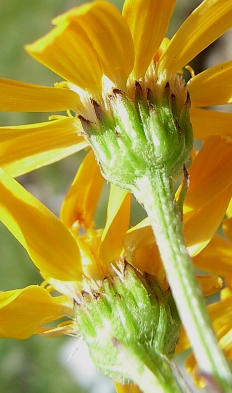Jacobaea abrotanifolia / Senecio abrotanino