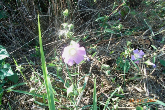 Lavatera punctata? si, Malva punctata