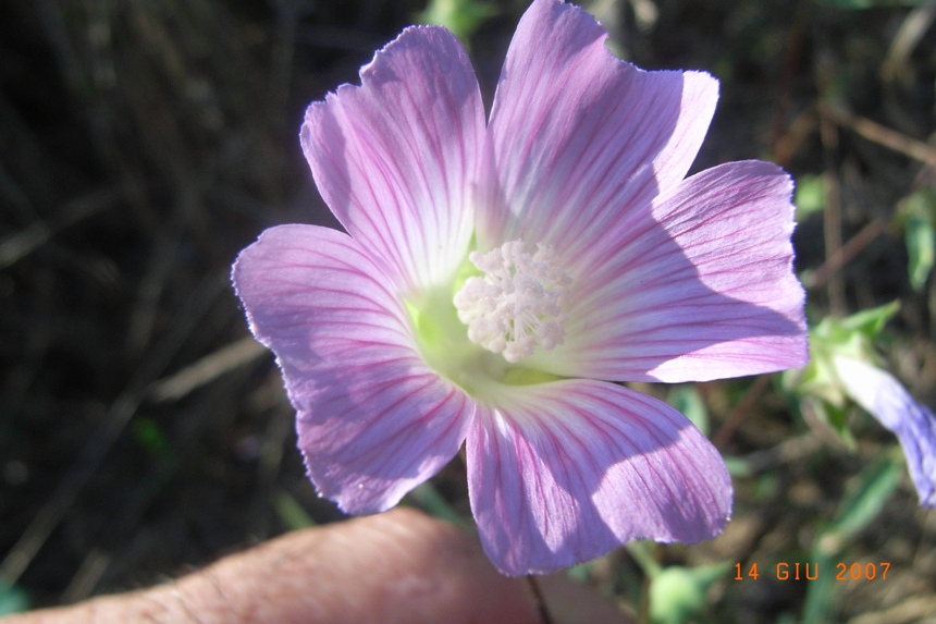 Lavatera punctata? si, Malva punctata