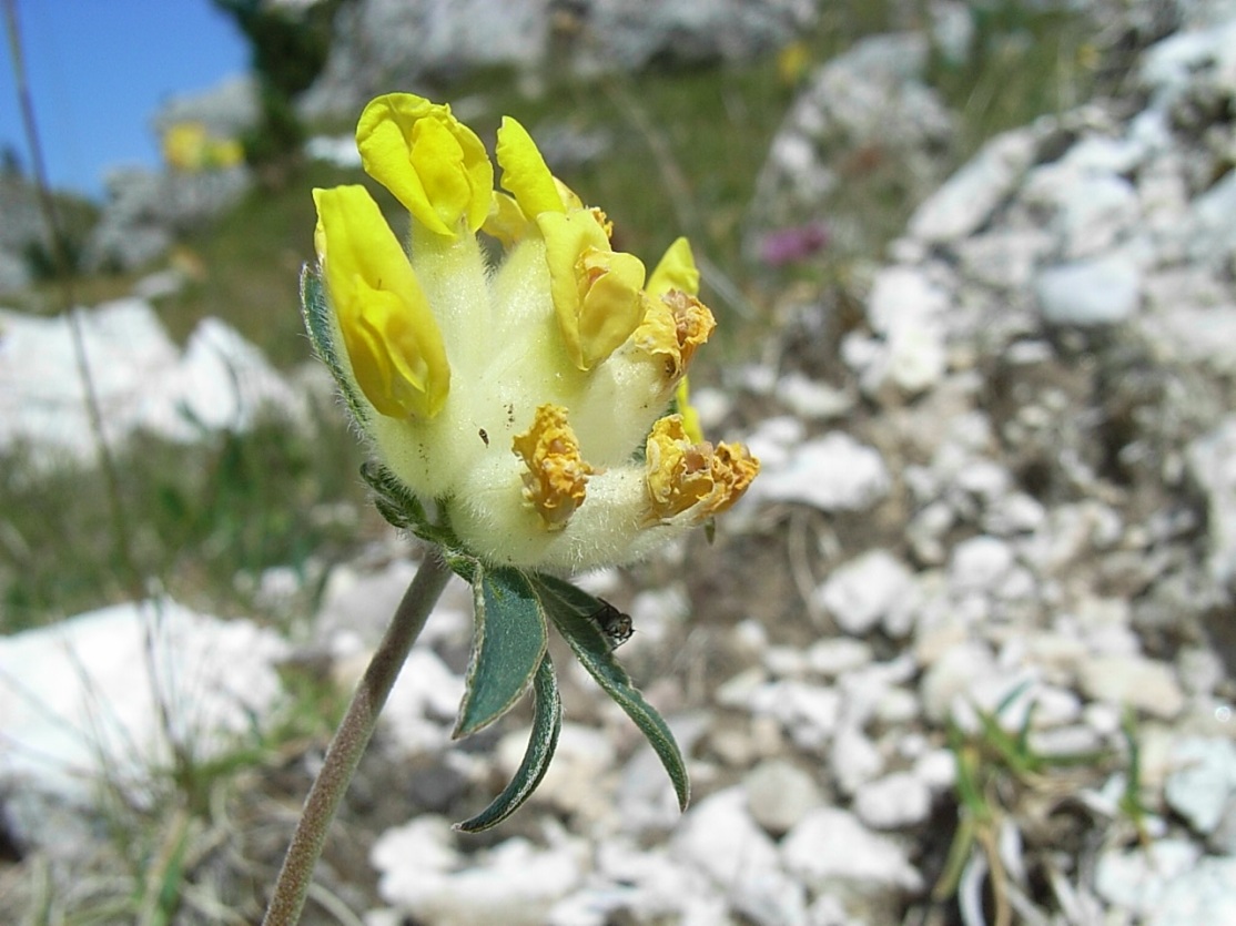 Anthyllis vulneraria sl.