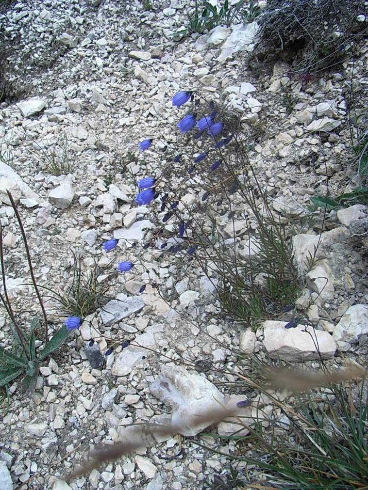 Campanula cespitosa  / Campanula cespitosa