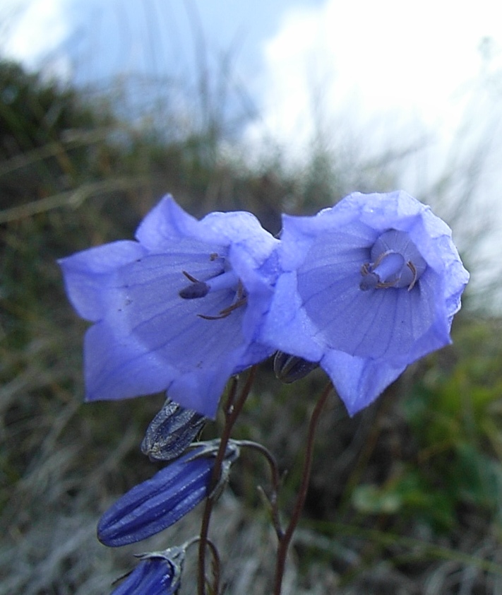 Campanula cespitosa  / Campanula cespitosa