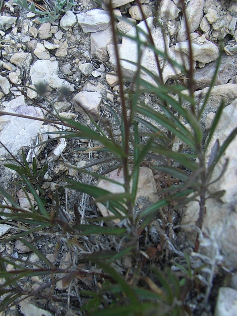 Campanula cespitosa  / Campanula cespitosa