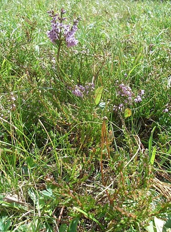 Calluna vulgaris