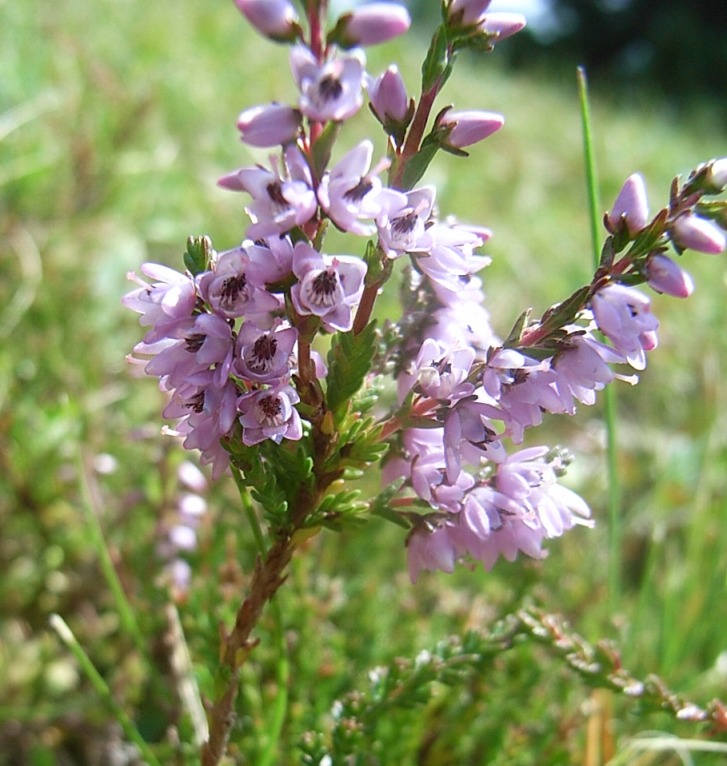 Calluna vulgaris
