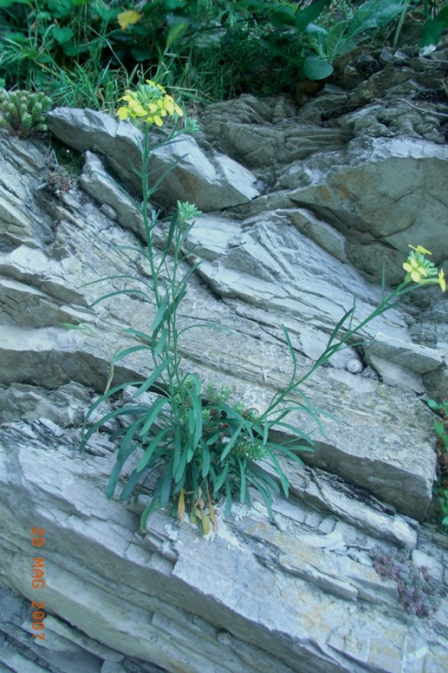 Erysimum pseudorhaeticum