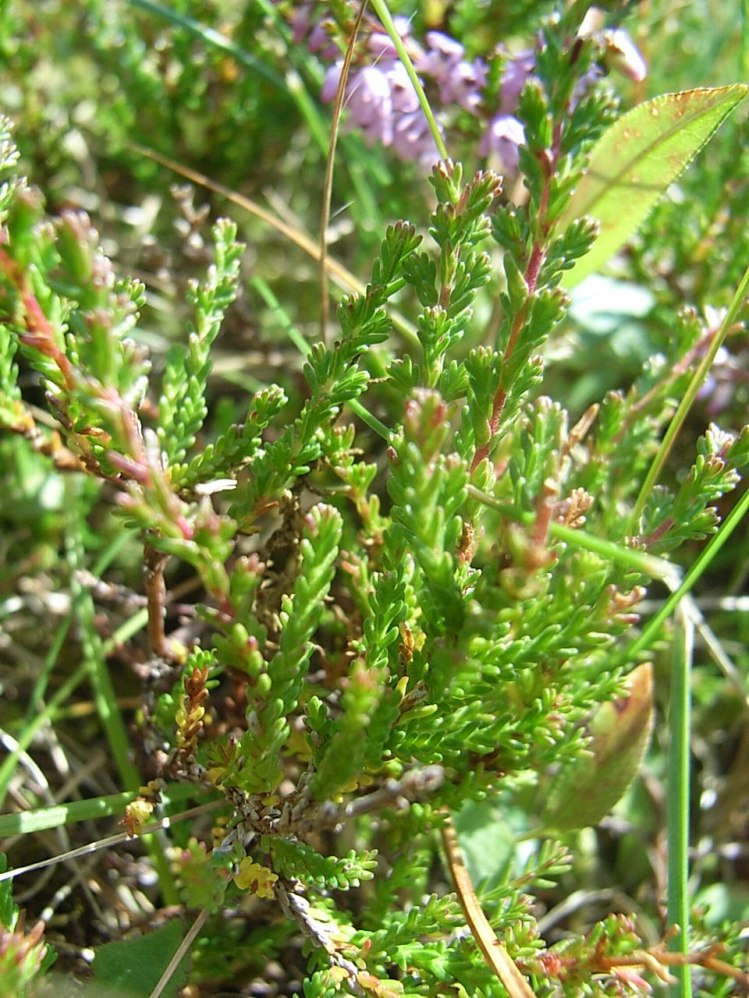 Calluna vulgaris