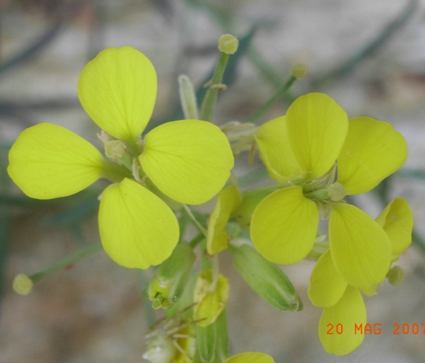 Erysimum pseudorhaeticum