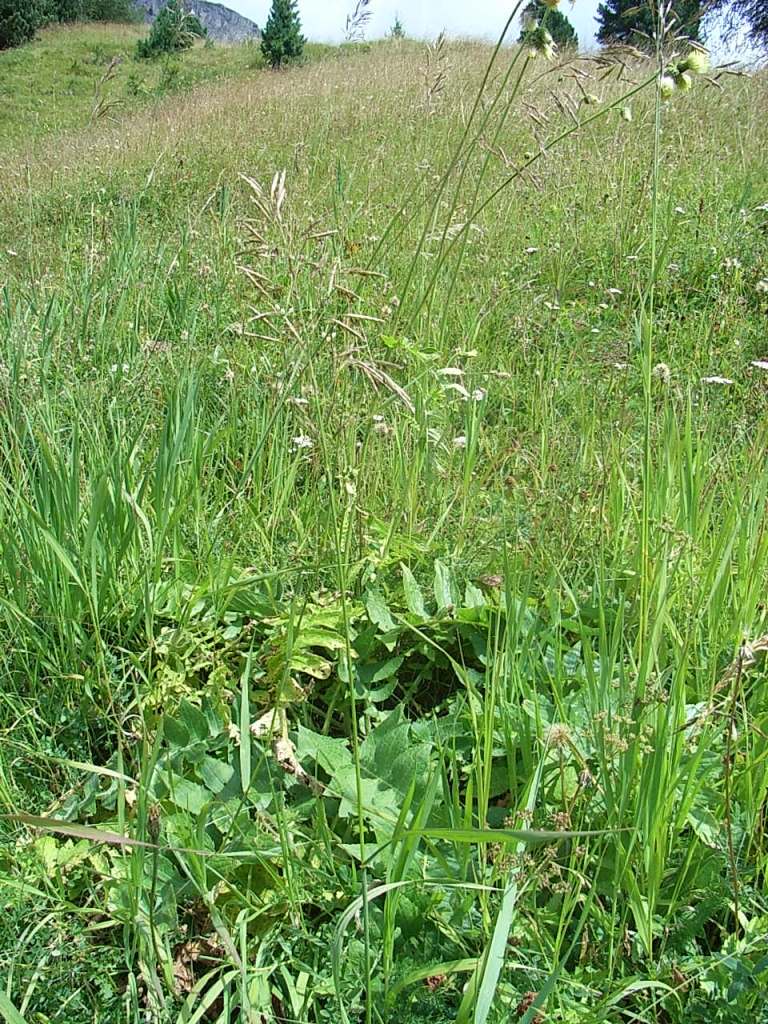 Cirsium erisithales