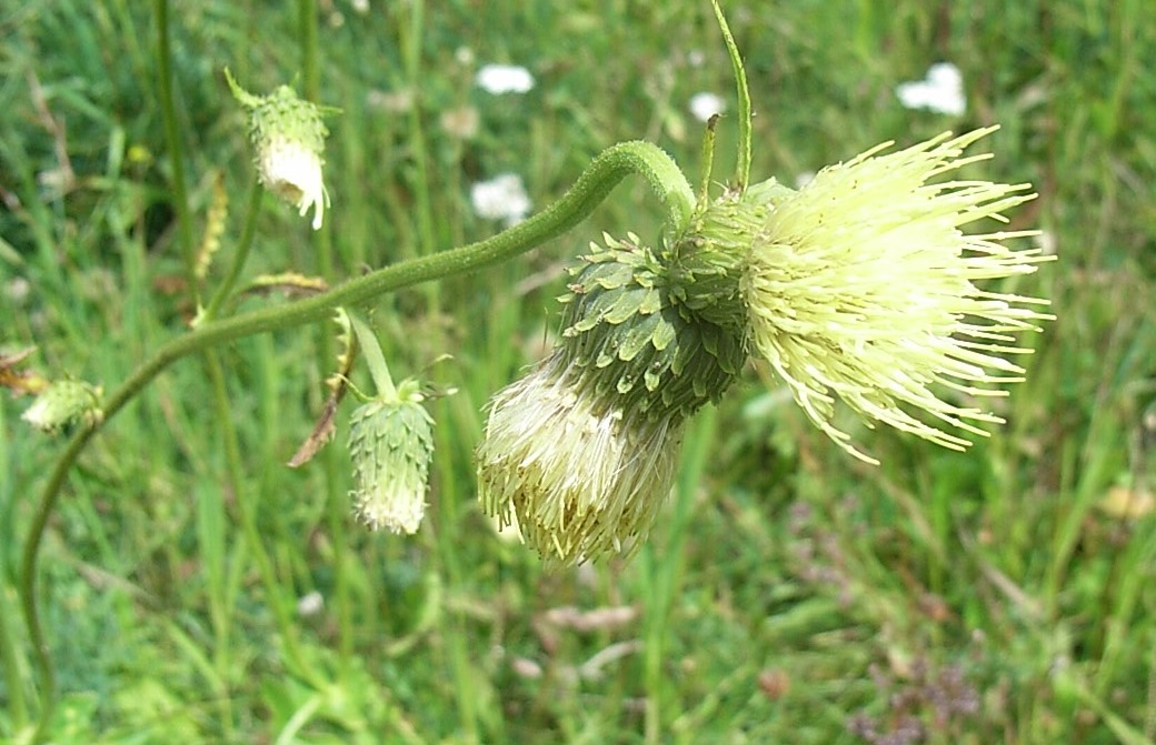 Cirsium erisithales