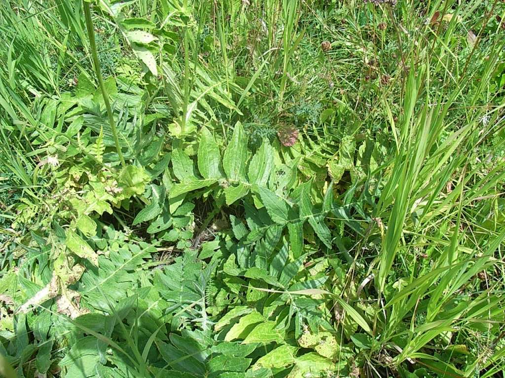 Cirsium erisithales