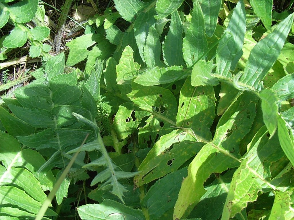 Cirsium erisithales