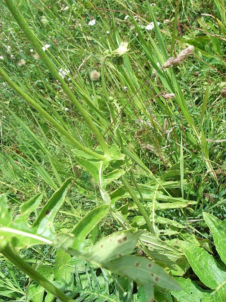 Cirsium erisithales