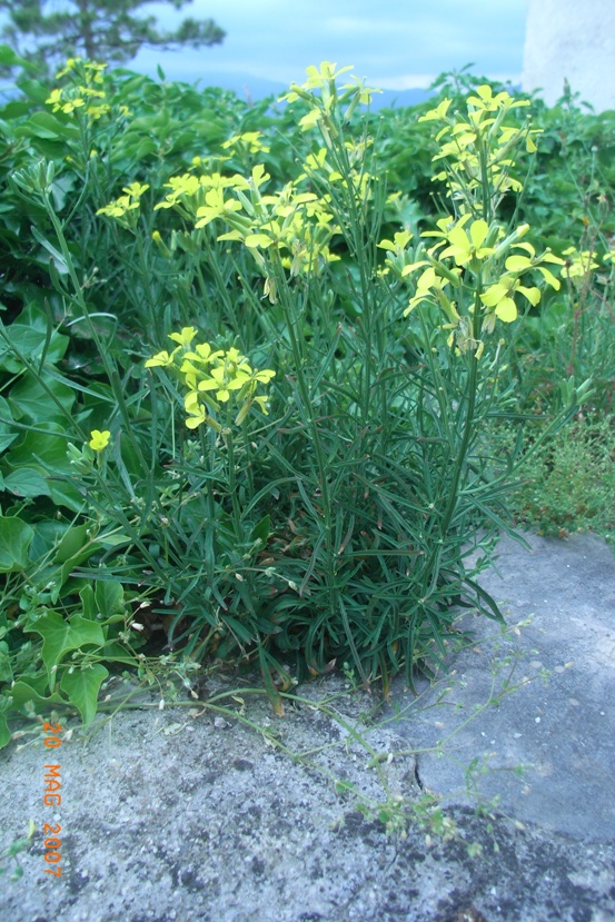 Erysimum pseudorhaeticum